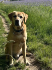 Gus The Labrador, Office Dog